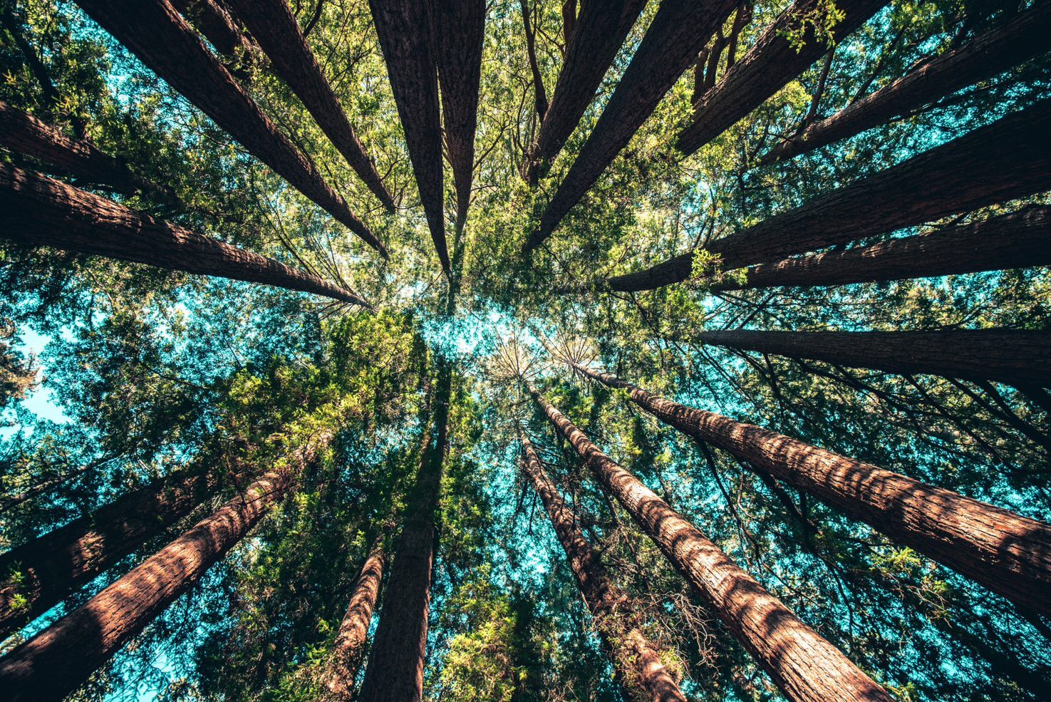 trees
